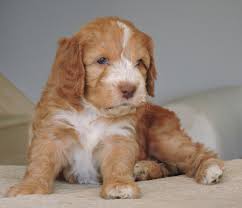 We understand that adopting a puppy is a huge responsibility, so don't be afraid to give us a call! Clumberdoodle Dog Breed Health Grooming Feeding Temperament And Puppies Petguide