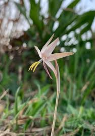 Image result for Hesperantha longicollis