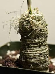 Image result for Trachyandra saltii