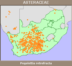 Image result for Pegolettia retrofracta