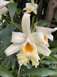 Image result for Urochloa xantholeuca