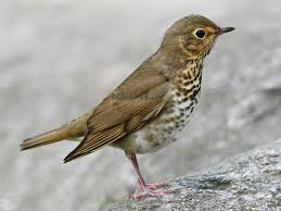 Brown Bird With White Stripes On Wings And Tail Swainson S Thrush Catharus Ustulatus Ornithology Tiny Bird Birds