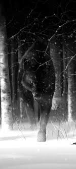 Jamas Te Metas Con La Manada De Un Lobo Por Arriesgaria Su Vida Por Su Manada Wolf Love Wolf Lone Wolf