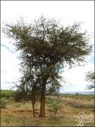 Image result for Faidherbia albida