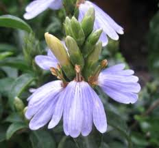 Image result for Sclerochiton harveyanus