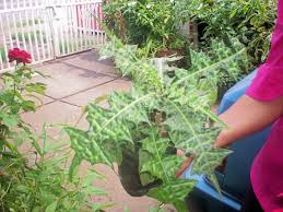 Resultado de imagen para planta de cardo Uruguay
