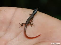 April 1946 salamander (l 752) 5. Eidechse In Ecuador