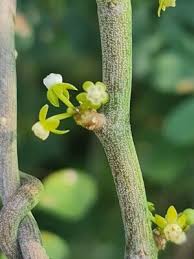 Image result for Cynanchum gerrardii