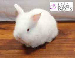 Order online now or drop by your local peto store today. Pet Shop Near Me Rabbit Off 75 Www Usushimd Com