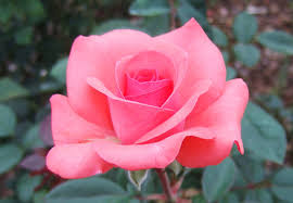 Bildergebnis für beautiful roses