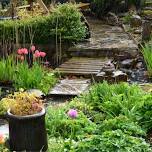 Garden Talks: Rain Gardens for Beginners