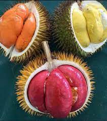 El señor lai xi era amigo de mi. Buah Lai Buah Asli Kaltim Kalsel Steemit