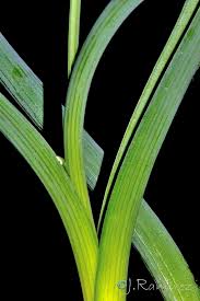 Image result for Ornithogalum flexuosum