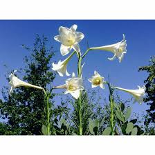 Image result for Lilium formosanum