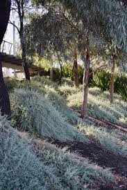 Image result for Melaleuca hypericifolia