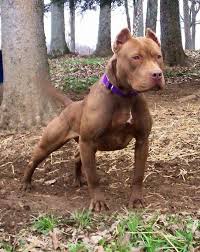 Pin By Mehmet Veyisoglu On Bulldogs Bully Breeds Dogs Pitbull Terrier Pitbull Dog