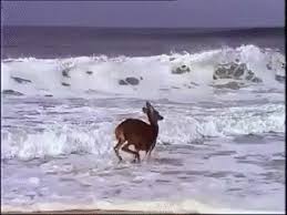 Playa Beach Gif Playa Beach Run Discover Share Gifs Cute Animals Animals Beautiful Animals