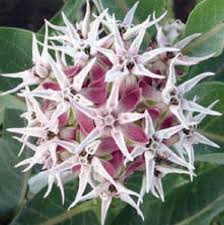 Showy Milkweed Native Wildflowers Milkweed Wild Flowers Asclepias