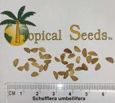 Image result for Neocussonia umbellifera