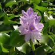 Common water hyacinth