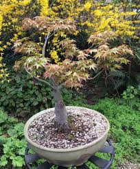 We did not find results for: The Glories Of Maples Spring Foliage Bonsai Akira