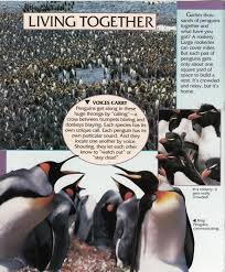 Birds That Look Like Penguins But Aren T Penguin Facts Penguin Place Penguin Facts Penguins What Is Like