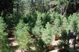 The grove nursery, in islington, london, provides specialist education and childcare for 0 to 5 year the grove is a wonderfully spacious nursery; About Welker S Grove Nursery Springtime Giant Sequoia Nursery
