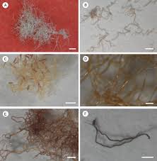 Image result for Ancistrorhynchus ovatus