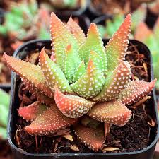 Image result for Steganotaenia hockii