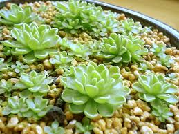 やっぱここがエエねん 食虫植物 Livedoor Blog ブログ