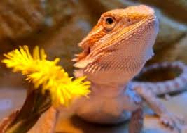 Bearded dragons can eat zucchini. Full Bearded Dragon Food Chart Best Staples And More