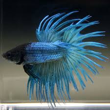 Live Betta Fish Male Metallic Teal Blue Crowntail