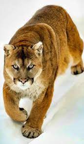 Beautiful Mountain Lion Wild Cats Beautiful Cats Majestic Animals