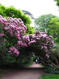 Rhododendron At Sheringham Park Norfolk England Norfolk England Places In England Norfolk