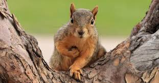 Image result for squirrel poop