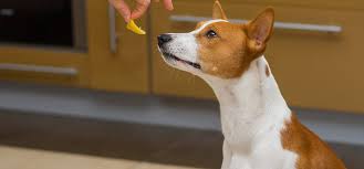 Human foods dogs can and can't eat. Can Dogs Feel Heat From Peppers Wag
