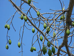 Image result for Sebaea pentandra