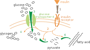 Insulin Wikipedia