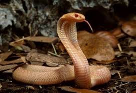 Monocled Cobra Albino Beautiful Snakes Albino Melanistic Animals