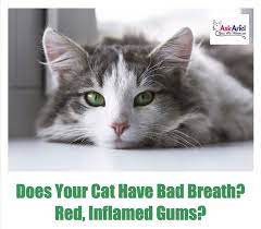 Bad Breath In Cats Stomatitis Cat Symptoms Autoimmune Disease Cats