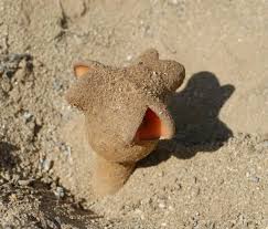 Image result for Hydnora