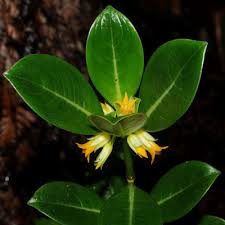 Image result for Loganiaceae