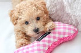 See more of maltipoo puppies in texas on facebook. 5 Reasons Why You Need A Maltipoo Puppy Life On Phillips Lane