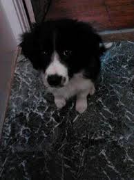 See our upcoming doodle litters below to see who's getting ready to have another beautiful litter. Stop Border Collie Puppy Aggression