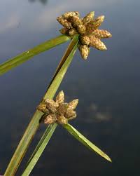 Image result for Schoenoplectiella articulata