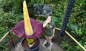 This flower is also found in indonesia. Which Is The Largest Flower In The World The Rafflesia Or The Titan Arum Quora