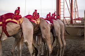 It's a recent development in a sport traditionally used to mark weddings, celebrations and other important occasions. Camel Racing Blends Centuries Old Traditions And Modern Technology The New York Times