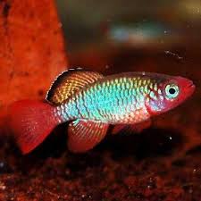 Nothobranchius Rubripinnis 2020 Akvaryum Baligi Akvaryum Artemia