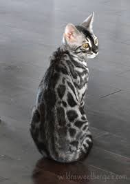 Learn more about bengal cats, a cross between wildcats and domestic cats, what they look like, and pictures of this beautiful spotted breed. Charcoal Bengal Cats Kittens For Sale Wild Sweet Bengals Bengal Cat Kitten Bengal Kitten Bengal Cat