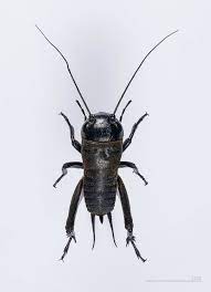 Camel crickets, also known as cave crickets, infest dark, moist areas. Cricket Insect Wikipedia